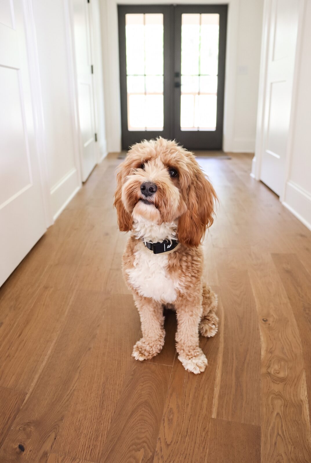 Rebel, the goldendoodle the house is named for